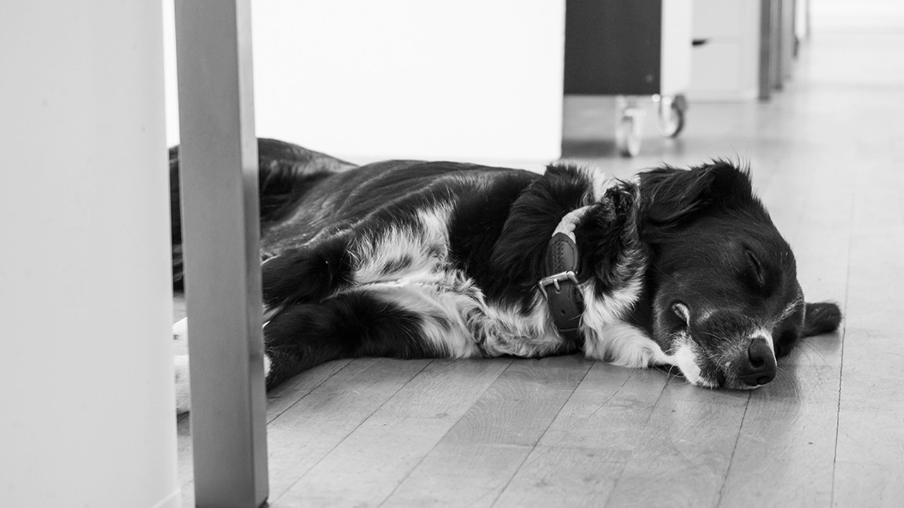 DREHMOMENT Agenturhund liegt schlafend auf dem Boden